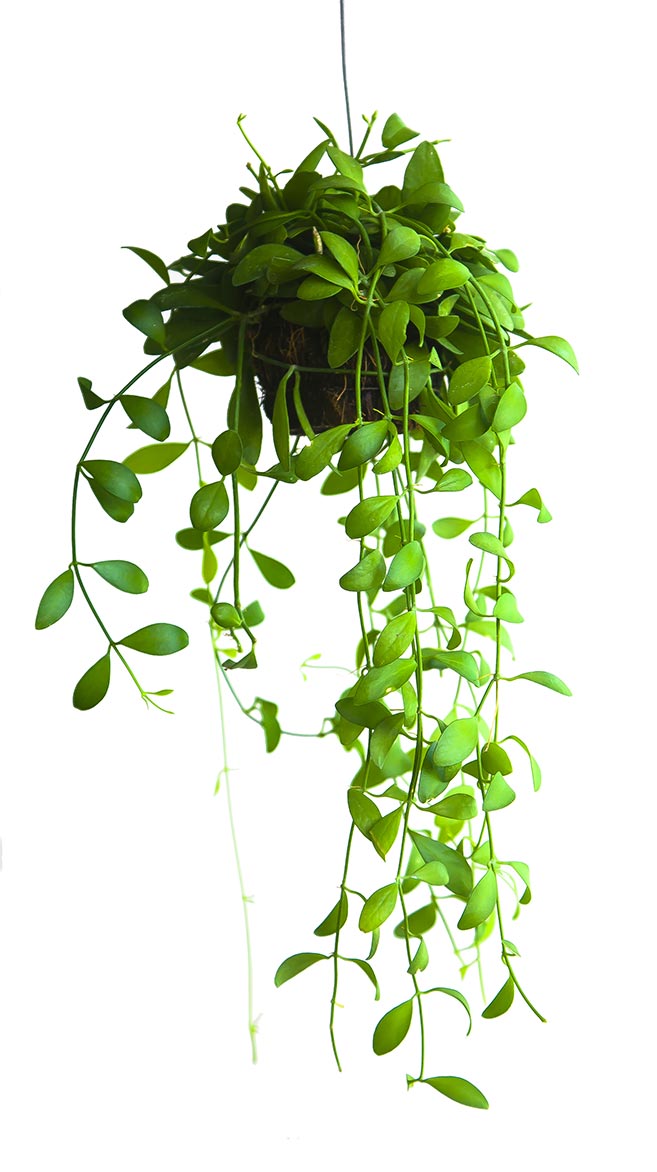 hanging-plant