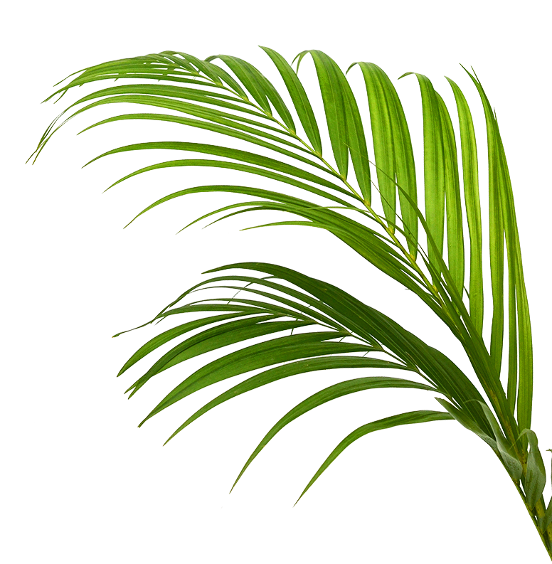 palm-frond-right
