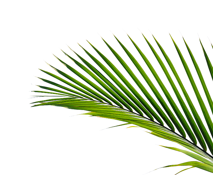 palm-frond