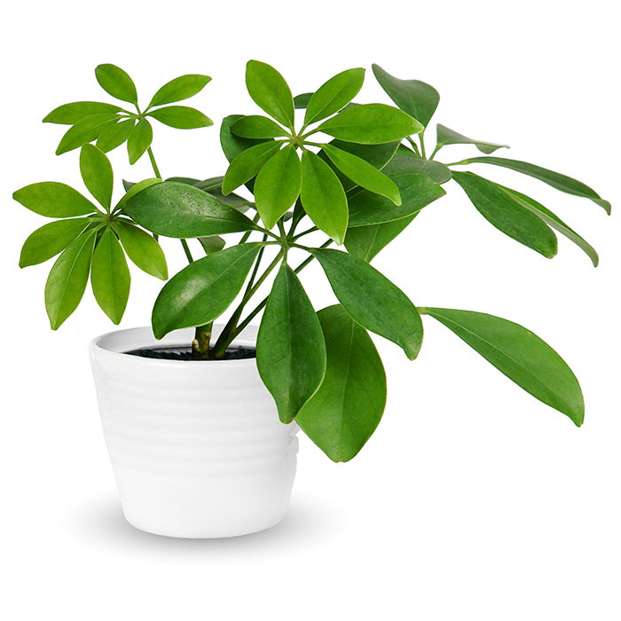 potted-plant