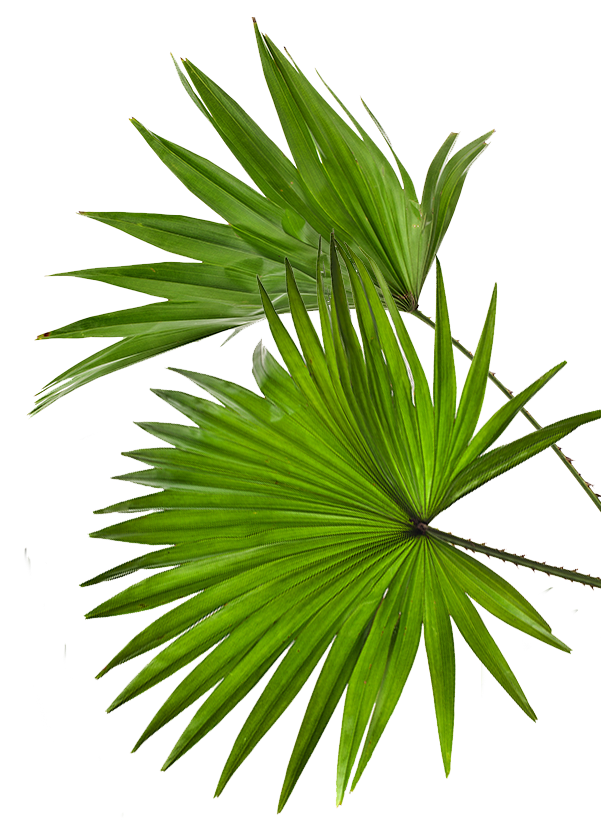 tropical-fronds