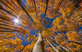 Leave the Leaves: Fall Sustainability Tips