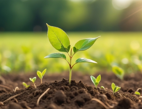 GREEN WORLDWIDE SHIPPING REPORTS 2024 DONATION IMPACT: 89,905 TREES PLANTED WITH TREES FOR THE FUTURE