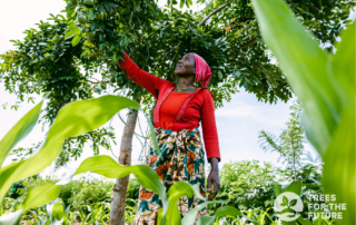 TREES, Green Trees Program, Donation Impact, UN World Flagship, Sustainability, Soil Health, Green Worldwide Shipping