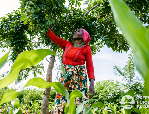 GREEN WORLDWIDE SHIPPING ANNOUNCES Q1 2025 TREES DONATION IMPACT