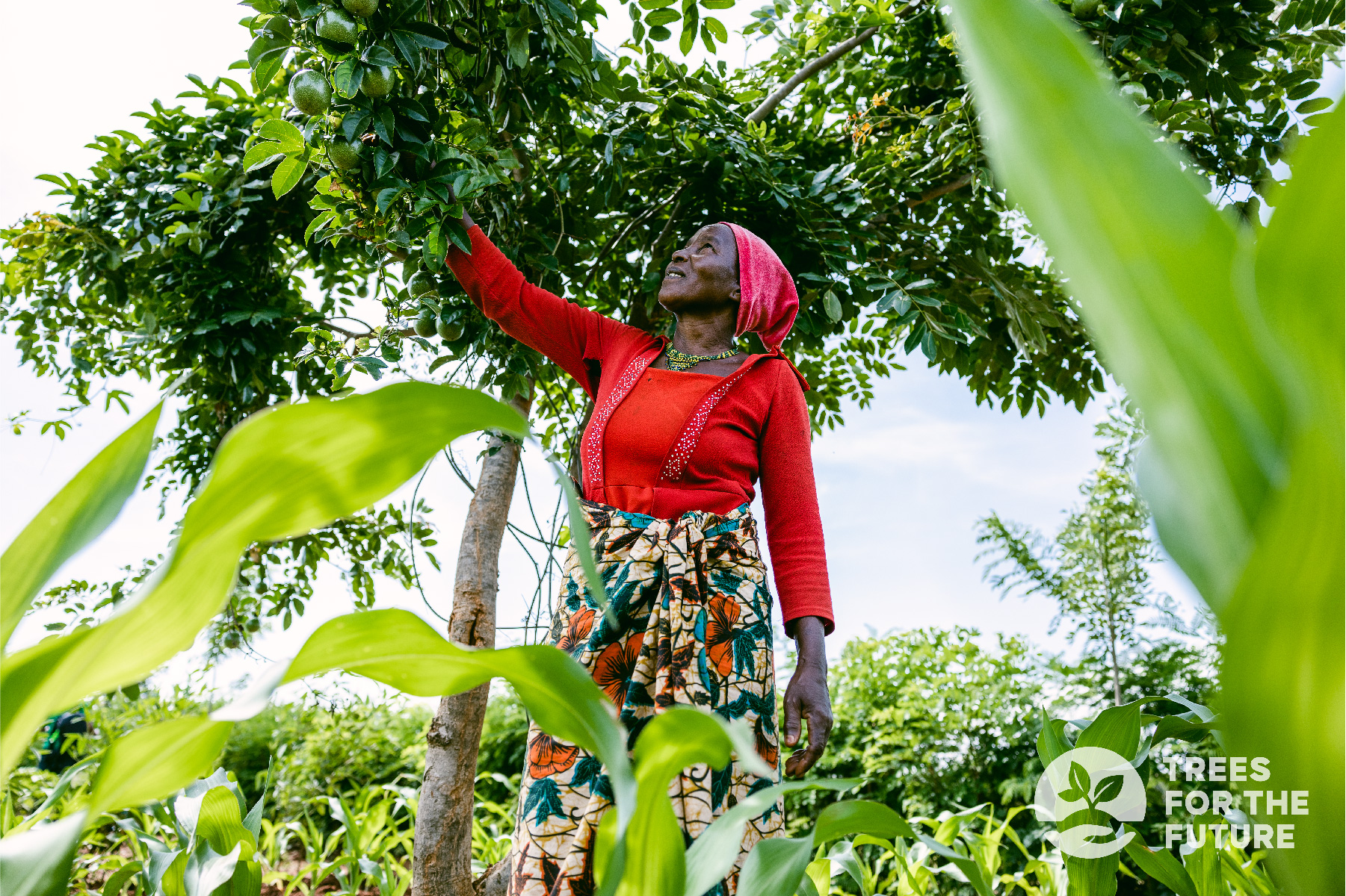TREES, Green Trees Program, Donation Impact, UN World Flagship, Sustainability, Soil Health, Green Worldwide Shipping
